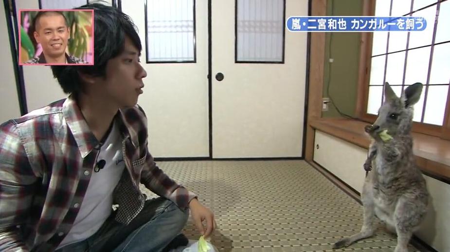 《志村动物园》— 给你最真实的动物世界